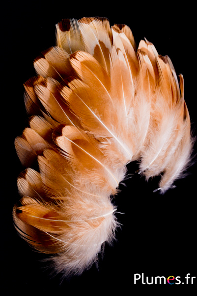 Faisan de Colchide - blanchi - 3-6 cm - crème doré